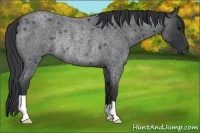 Horse Color:Blue Roan Rabicano