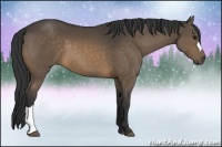 Horse Color:Buckskin 