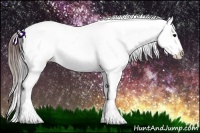 Horse Color:Brown Appaloosa Rabicano