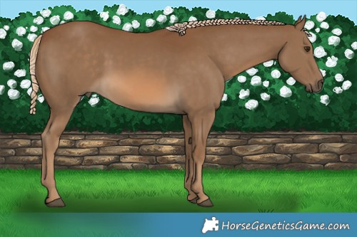 Horse Color:Chocolate Palomino 