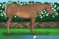 Horse Color:Chocolate Palomino 