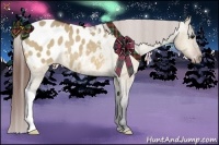Horse Color:Bay Dun Appaloosa Rabicano 