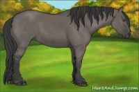 Horse Color:Smoky Grullo