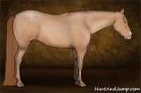 Horse Color:Bay Pearl 
