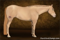 Horse Color:Gold Champagne 