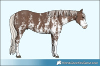 Horse Color:Silver Black Sabino 