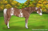 Horse Color:White Spotted Chestnut Sabino 