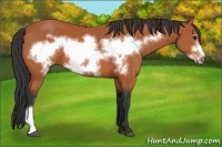 Horse Color:Bay Frame 