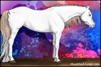Horse Color:Chestnut Splash Appaloosa