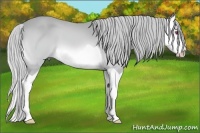 Horse Color:Silver Bay Chinchilla Splash 