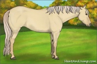Horse Color:Palomino Roan Dun 