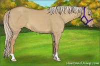 Horse Color:Palomino Dun