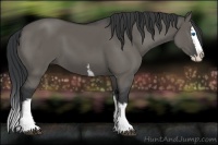 Horse Color:White Spotted Grullo Splash 