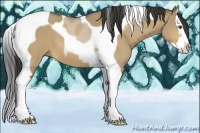 Horse Color:Buckskin Dun Splash Tobiano