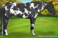 Horse Color:White Spotted Black 