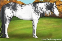 Horse Color:White Spotted Black Rabicano 