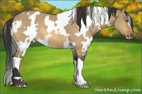 Horse Color:White Spotted Buckskin Dun 