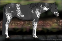 Horse Color:White Spotted Black