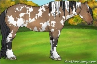 Horse Color:White Spotted Bay Dun