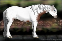 Horse Color:Bay Tobiano Frame 