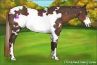 Horse Color:White Spotted Liver Chestnut Frame 
