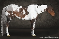 Horse Color:White Spotted Liver Chestnut 