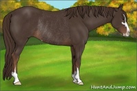 Horse Color:Liver Chestnut Sabino Rabicano 