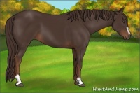 Horse Color:Liver Chestnut Sabino 