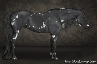 Horse Color:White Spotted Black