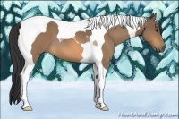 Horse Color:Buckskin Roan Tobiano