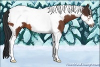Horse Color:Bay Tobiano Frame