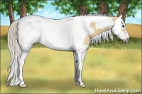 Horse Color:Silver Buckskin Dun Splash Tobiano Frame