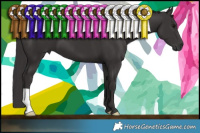 Horse Color:Smoky Black 