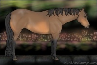 Horse Color:Buckskin Rabicano 