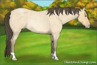 Horse Color:Amber Cream Champagne Roan Rabicano 