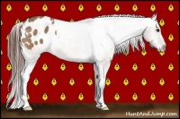 Horse Color:Bay Dun Appaloosa 