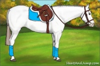 Horse Color:Chestnut Appaloosa