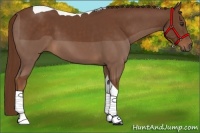 Horse Color:Chestnut Tobiano