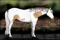 Horse Color:Silver Buckskin Splash Tobiano 