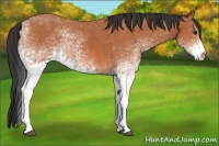 Horse Color:White Spotted Bay Rabicano 