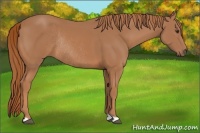 Horse Color:Chestnut Rabicano 