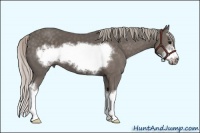 Horse Color:Silver Black Sabino Splash Frame