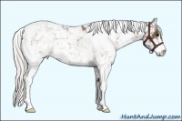 Horse Color:Silver Black Sabino Rabicano 