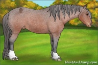 Horse Color:Brown Appaloosa