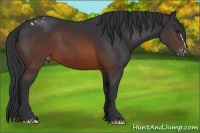 Horse Color:Brown Frame Appaloosa
