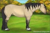 Horse Color:Buckskin Dun 