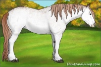 Horse Color:White Spotted Chestnut 