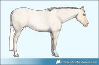 Horse Color:Silver Amber Cream Champagne Roan Pearl Tobiano 
