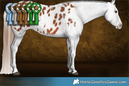 Horse Color:Chestnut Appaloosa 
