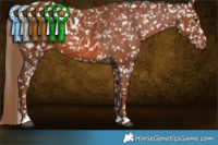 Horse Color:Chestnut Blanket 